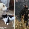 cane zeus ucciso da cacciatore a fucilate olbia lida querela