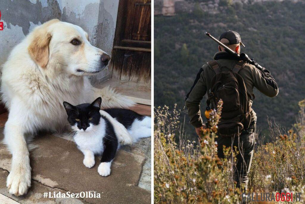 cane zeus ucciso da cacciatore a fucilate olbia lida querela