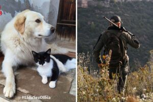 cane zeus ucciso da cacciatore a fucilate olbia lida querela