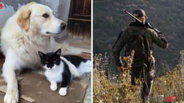 cane zeus ucciso da cacciatore a fucilate olbia lida querela