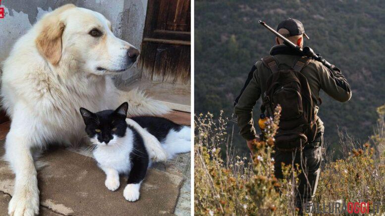 cane zeus ucciso da cacciatore a fucilate olbia lida querela