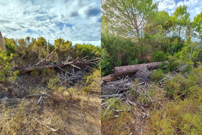 Pinete di caprera