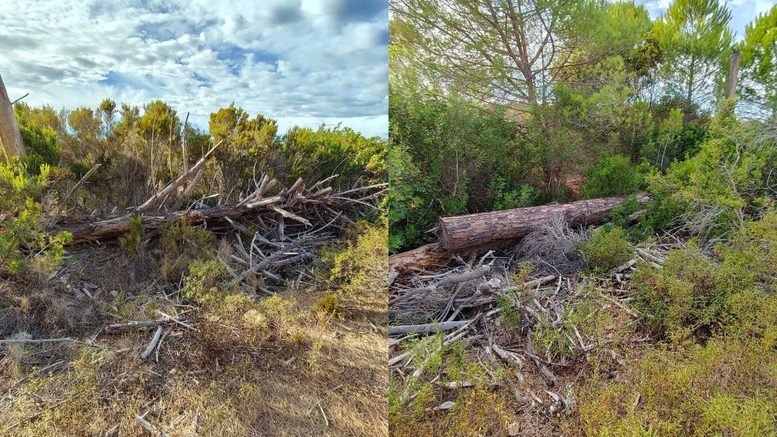 Pinete di caprera