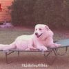 zeus cane ucciso cacciatore olbia lida denuncia