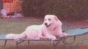 zeus cane ucciso cacciatore olbia lida denuncia