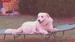 zeus cane ucciso cacciatore olbia lida denuncia