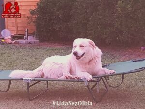 zeus cane ucciso cacciatore olbia lida denuncia
