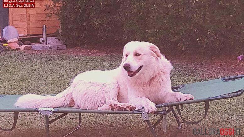 zeus cane ucciso cacciatore olbia lida denuncia